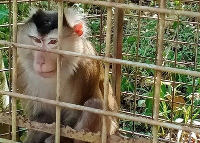 Hạt Kiểm lâm Bù Đăng (Bình Phước) bàn giao cá thể khỉ đuôi lợn