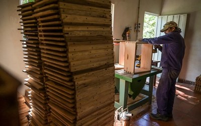 Colombia áp dụng sáng kiến biến gỗ lậu thành tổ ong