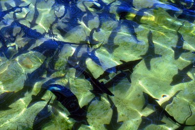 Huyện Đam Rông (Lâm Đồng): Xử lý hoạt động nuôi cá Tầm trái phép