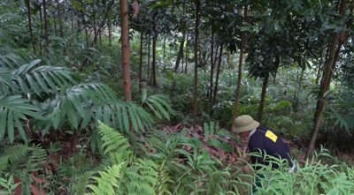 Huyện Bát Xát (Lào Cai) phát huy vai trò lãnh đạo của Đảng trong công tác bảo vệ, phát triển rừng