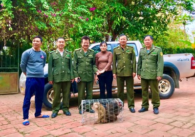 Bắc Giang: Thả 02 cá thể khỉ về rừng tự nhiên Tây Yên Tử, huyện Sơn Động