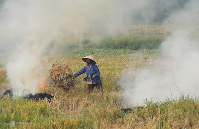 Hà Nội: Tăng cường các biện pháp quản lý nhà nước đối với hoạt động đốt rơm rạ