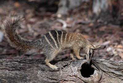 Australia: Khí hậu ấm lên đẩy loài thú ăn mối có túi đến bờ vực tuyệt chủng