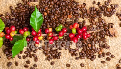 Giá cà phê hôm nay 15/1/2024: Cập nhật giá cà phê Tây Nguyên và Miền Nam