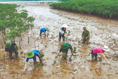 Việt Nam quyết tâm cùng cộng đồng quốc tế nỗ lực ứng phó với biến đổi khí hậu