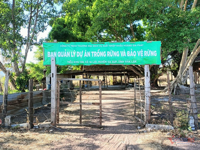 Đắk Lắk: Hoàng Gia Phát để 'mất' gần 400ha đất rừng vì lí do không quản lý được
