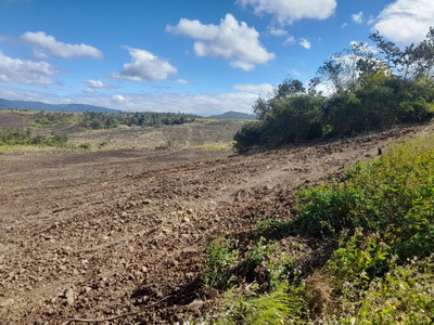 Gia Lai: Điều tra vụ phá hơn 5,5ha rừng phòng hộ đầu nguồn để trồng mía