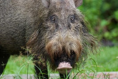 Dịch tả lợn châu Phi lây lan trong lợn hoang dã, gây nguy cơ để lại hậu quả to lớn