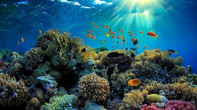 Palau - quốc gia đầu tiên phê chuẩn Hiệp định về Biển cả