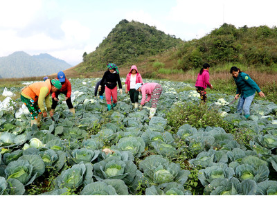 Hà Giang: Tăng trưởng xanh từ phát triển nông nghiệp sạch