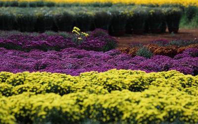 Đồng Nai: Khu vườn hoa lớn nhất trong dịp Tết.