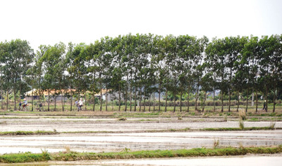 Bắc Ninh: Phát triển mạng lưới cây phân tán bảo vệ môi trường sinh thái