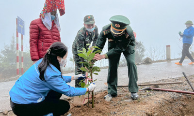 Quảng Ninh dự kiến trồng rừng tập trung 13.250ha trong năm 2024
