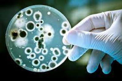 Số ca nhiễm chủng vi khuẩn chết người tăng đột biến ở châu Âu