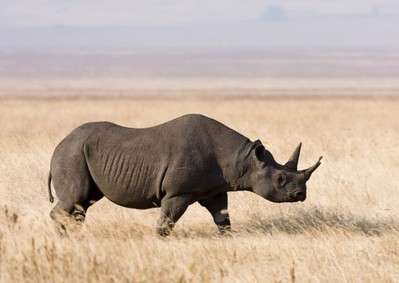 Nỗ lực bảo tồn loài tê giác đen tại Kenya
