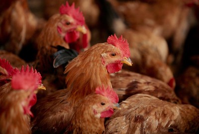 Các trang trại gà đang ủ vi khuẩn kháng kháng sinh