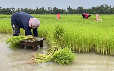 Thái Lan: Khuyến khích nông dân không trồng lúa trái vụ