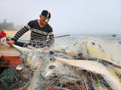 Quảng Bình: Trúng mẻ cá bè, ngư dân thu hàng chục triệu đồng