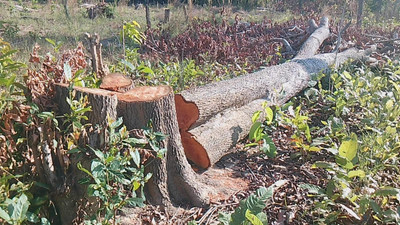 Gia Lai: Rừng biên giới Ia Mơr bị tàn phá vào đêm 30 tết