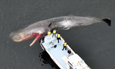 Nhật Bản: Nhiều cá voi mắc cạn trong vịnh Osaka