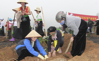 Năm 2024, tỉnh Yên Bái phấn đấu trồng 15.000 ha rừng