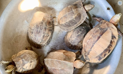 Hà Tĩnh: Phát hiện 6 cá thể rùa quý hiếm trong lúc làm đất