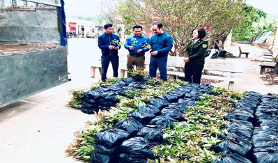 Hạt Kiểm lâm Lạng Giang (Bắc Giang): Cấp phát trên 29 nghìn cây phân tán trên địa bàn huyện