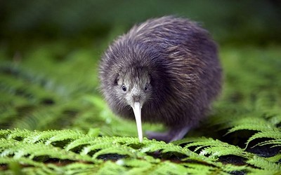 New Zealand: Khai trương bệnh viện đầu tiên dành riêng cho chim kiwi