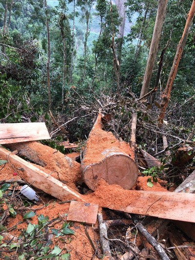 Khánh Hòa: Lâm tặc ngang nhiên mở đường phá rừng Khánh Vĩnh