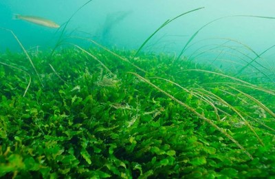 New Zealand: Phân bổ 5 triệu AUD ngăn chặn loài tảo biển caulerpa có hại