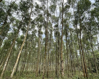 Kế hoạch "Phát triển rừng trồng sản xuất gỗ lớn giai đoạn 2024 - 2030"