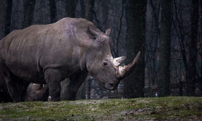 Nam Phi: Gần 500 con tê giác bị săn trộm trong năm 2023