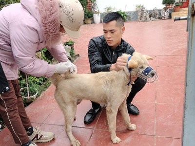 Quảng Ninh: Một con chó dại thả rông cắn liên tiếp 14 người ở Đầm Hà