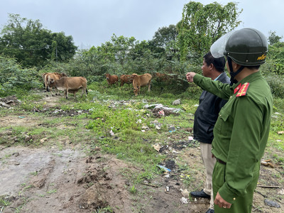 Bắt giữ đối tượng "siêu ăn trộm" bò ở Huế