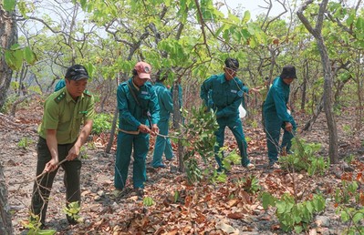 Ninh Thuận tăng cường công tác phòng, chống cháy rừng trong mùa khô