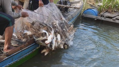 1/5 loài cá ở sông Mekong đối mặt với nguy cơ tuyệt chủng