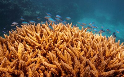 Dubai: Phục hồi các rạn san hô bằng công nghệ mới