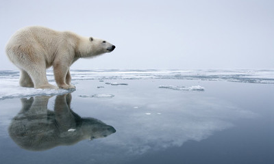 Bắc Cực trước nguy cơ không còn băng chỉ trong 10 năm tới