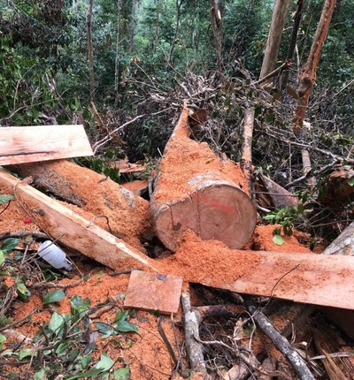 Khánh Hòa: Vụ phá rừng ở Khánh Vĩnh trách nhiệm thuộc về ai?