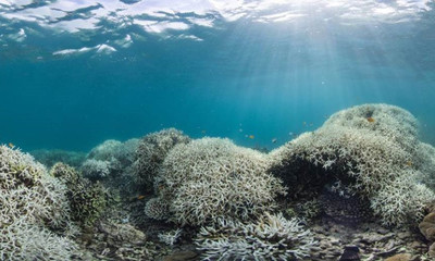 Australia: Cảnh báo hiện tượng tẩy trắng diện rộng tại rạn san hô Great Barrier
