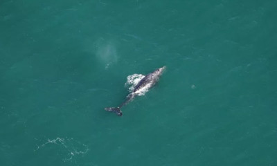 Cá voi xám xuất hiện trở lại Đại Tây Dương sau hơn 200 năm