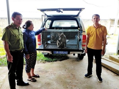 Quảng Bình: Tiếp nhận 3 cá thể khỉ quý hiếm để chăm sóc, thả về tự nhiên