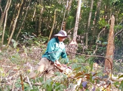 Kom Tum: Khởi tố điều tra vụ án "thuê người phá rừng"