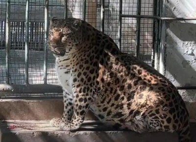 Trung Quốc: Vườn thú gây tranh cãi vì để động vật béo phì