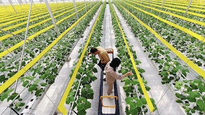 Robot và máy móc đang thay đổi bộ mặt nền nông nghiệp Trung Quốc