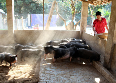 Điện Biên: Phát triển chăn nuôi gắn với bảo vệ môi trường
