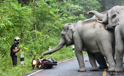 Mở trại giam giữ và huấn luyện voi hoang dã hung dữ tại Thái Lan