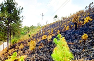 Kon Tum: Rừng trồng của hai hộ dân ở huyện Tu Mơ Rông bị cháy do Công nhân bảo dưỡng đường bất cẩn