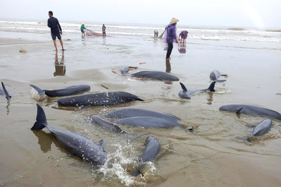 Hà Tĩnh: Thả đàn cá lạ mắc lưới ngư dân về môi trường tự nhiên