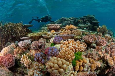 Australia: Cảnh báo đợt tẩy trắng quy mô lớn trên rạn san hô Great Barrier